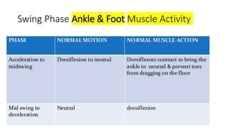 Swing Phase Ankle & Foot Muscle Activity
 