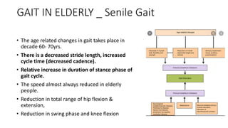 GAIT IN ELDERLY _ Senile Gait
• The age related changes in gait takes place in
decade 60- 70yrs.
• There is a decreased stride length, increased
cycle time (decreased cadence).
• Relative increase in duration of stance phase of
gait cycle.
• The speed almost always reduced in elderly
people.
• Reduction in total range of hip flexion &
extension,
• Reduction in swing phase and knee flexion
 