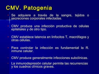 CMV. PatogeniaCMV. Patogenia
• Se adquiere a través de la sangre, tejidos oSe adquiere a través de la sangre, tejidos o
secreciones corporales infectadas.secreciones corporales infectadas.
• CMV produce una infección productiva de célulasCMV produce una infección productiva de células
epiteliales y de otro tipo.epiteliales y de otro tipo.
• CMV establece latencia en linfocitos T, macrófagos yCMV establece latencia en linfocitos T, macrófagos y
otras células.otras células.
• Para controlar la infección es fundamental la R.Para controlar la infección es fundamental la R.
inmune celular.inmune celular.
• CMV produce generalmente infecciones subclínicas.CMV produce generalmente infecciones subclínicas.
• La inmunodepresión celular permite las recurrenciasLa inmunodepresión celular permite las recurrencias
y los cuadros clínicos graves.y los cuadros clínicos graves.
 