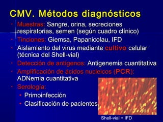 CMV. Métodos diagnósticosCMV. Métodos diagnósticos
• Muestras:Muestras: Sangre, orina, secrecionesSangre, orina, secreciones
respiratorias, semen (según cuadro clínico)respiratorias, semen (según cuadro clínico)
• Tinciones:Tinciones: Giemsa, Papanicolau, IFDGiemsa, Papanicolau, IFD
• Aislamiento del virus medianteAislamiento del virus mediante cultivocultivo celularcelular
(técnica del Shell-vial)(técnica del Shell-vial)
• Detección de antígenos:Detección de antígenos: Antigenemia cuantitativaAntigenemia cuantitativa
• Amplificación de ácidos nucleicos (Amplificación de ácidos nucleicos (PCRPCR):):
ADNemia cuantitativaADNemia cuantitativa
• Serología:Serología:
• PrimoinfecciónPrimoinfección
• Clasificación de pacientesClasificación de pacientes
Shell-vial + IFD
 