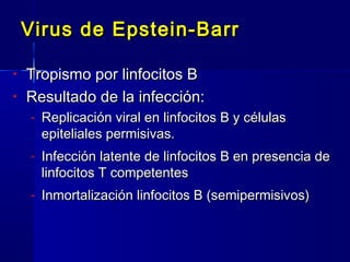 Virus de Epstein-BarrVirus de Epstein-Barr
• Tropismo por linfocitos BTropismo por linfocitos B
• Resultado de la infección:Resultado de la infección:
- Replicación viral en linfocitos B y célulasReplicación viral en linfocitos B y células
epiteliales permisivas.epiteliales permisivas.
- Infección latente de linfocitos B en presencia deInfección latente de linfocitos B en presencia de
linfocitos T competenteslinfocitos T competentes
- Inmortalización linfocitos B (semipermisivos)Inmortalización linfocitos B (semipermisivos)
 