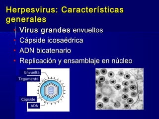 Herpesvirus: CaracterísticasHerpesvirus: Características
generalesgenerales
• Virus grandesVirus grandes envueltosenvueltos
• Cápside icosaédricaCápside icosaédrica
• ADN bicatenarioADN bicatenario
• Replicación y ensamblaje en núcleoReplicación y ensamblaje en núcleo
ADN
Cápside
Tegumento
Envuelta
 