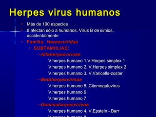 Herpes virus humanosHerpes virus humanos
• Más de 100 especiesMás de 100 especies
• 8 afectan sólo a humanos. Virus B de simios,8 afectan sólo a humanos. Virus B de simios,
accidentalmenteaccidentalmente
• Familia:Familia: HerpesviridaeHerpesviridae
• SUBFAMIILIAS:SUBFAMIILIAS:
→AlfaherpesvirinaeAlfaherpesvirinae
- V.herpes humano 1.V.Herpes simplex 1V.herpes humano 1.V.Herpes simplex 1
- V.herpes humano 2. V.Herpes simplex 2V.herpes humano 2. V.Herpes simplex 2
- V.herpes humano 3. V.Varicella-zosterV.herpes humano 3. V.Varicella-zoster
→BetaherpesvirinaeBetaherpesvirinae
- V.herpes humano 5. CitomegalovirusV.herpes humano 5. Citomegalovirus
- V.herpes humano 6V.herpes humano 6
- V.herpes humano 7V.herpes humano 7
→GammaherpesvirinaeGammaherpesvirinae
- V.herpes humano 4. V.Epstein - BarrV.herpes humano 4. V.Epstein - Barr
 