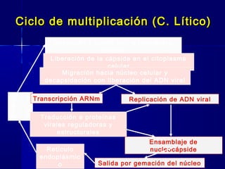 Ciclo de multiplicación (C. Lítico)Ciclo de multiplicación (C. Lítico)
Salida por gemación del núcleo
Adsorción y fusión con la membrana
celular
Exterio
r
celular
Liberación de la cápside en el citoplasma
celular
Migración hacia núcleo celular y
decapsidación con liberación del ADN viral
Traducción a proteínas
virales reguladoras y
estructurales
Replicación de ADN viral
Ensamblaje de
nucleocápside
Transcripción ARNm
Retículo
endoplásmic
o
 