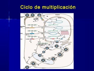 Ciclo de multiplicación
 