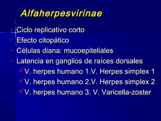 AlfaherpesvirinaeAlfaherpesvirinae
• Ciclo replicativo cortoCiclo replicativo corto
• Efecto citopáticoEfecto citopático
• Células diana: mucoepitelialesCélulas diana: mucoepiteliales
• Latencia en ganglios de raíces dorsalesLatencia en ganglios de raíces dorsales
V. herpes humano 1.V. Herpes simplex 1V. herpes humano 1.V. Herpes simplex 1
V. herpes humano 2.V. Herpes simplex 2V. herpes humano 2.V. Herpes simplex 2
V. herpes humano 3. V. Varicella-zosterV. herpes humano 3. V. Varicella-zoster
 