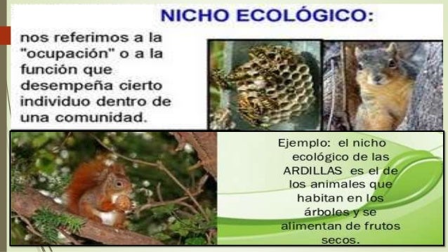 Que Es Un Nicho Ecologico Y Ejemplos Colección de Ejemplo