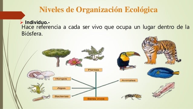 ecología ecosistema