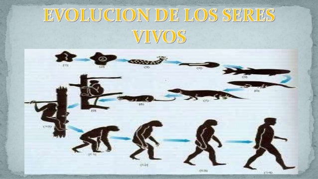 Resultado de imagen de los seres vivos y su evolucion