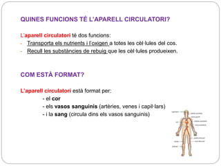 QUINES FUNCIONS TÉ L’APARELL CIRCULATORI?
L’aparell circulatori té dos funcions:
- Transporta els nutrients i l’oxigen a totes les cèl·lules del cos.
- Recull les substàncies de rebuig que les cèl·lules produeixen.
COM ESTÀ FORMAT?
L’aparell circulatori està format per:
- el cor
- els vasos sanguinis (artèries, venes i capil·lars)
- i la sang (circula dins els vasos sanguinis)
 
