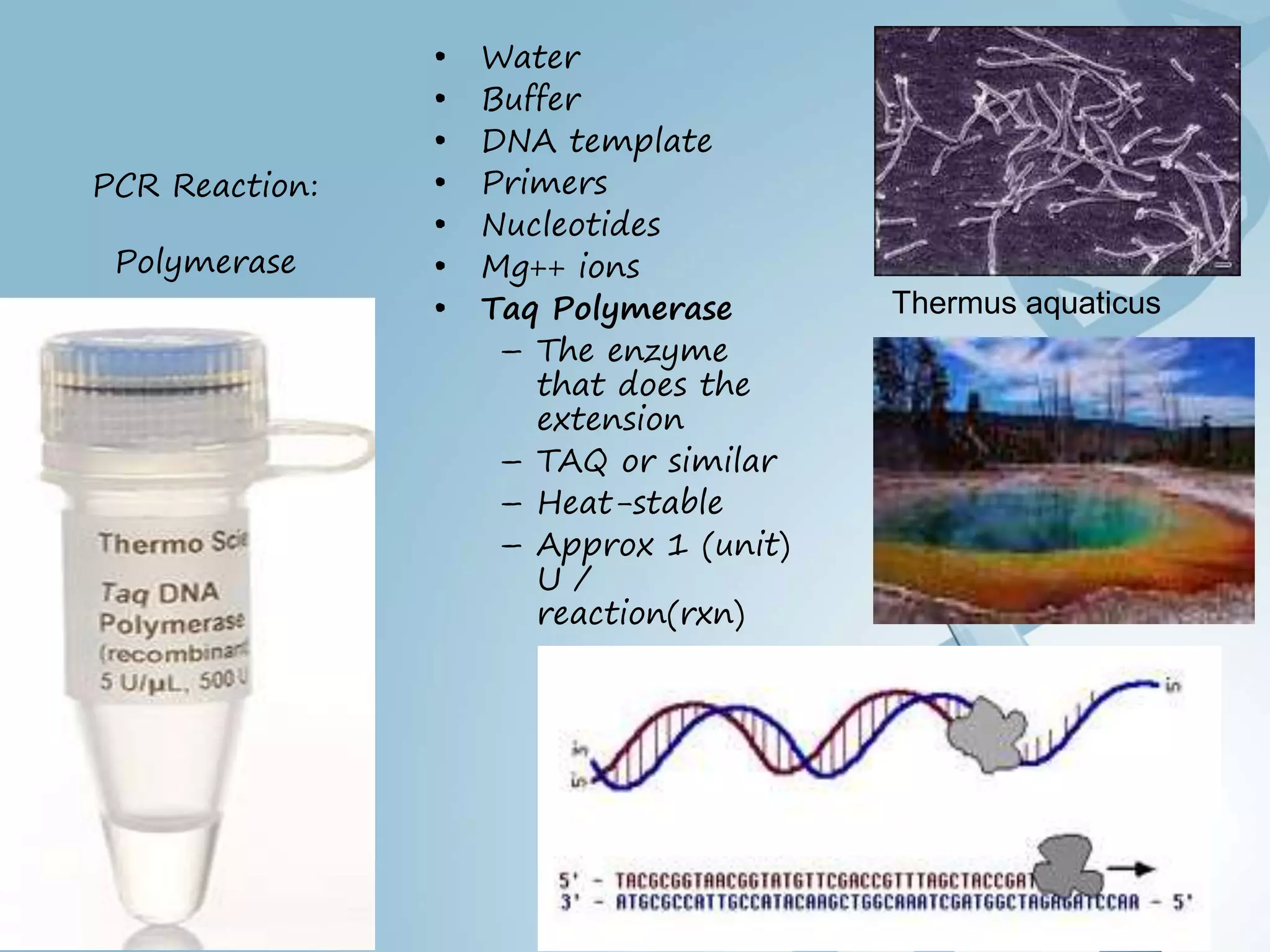 Polymerase chain reaction (PCR) BY DR YOUSIF HAMED MOHAMED SHARIF | PPT ...