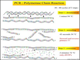 Hammed Pcr Polymerase chain reaction (PCR) BY DR YOUSIF HAMED MOHAMED SHARIF | PPT