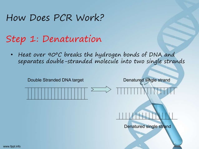 Polymerase chain reaction (PCR) BY DR YOUSIF HAMED MOHAMED SHARIF | PPT ...