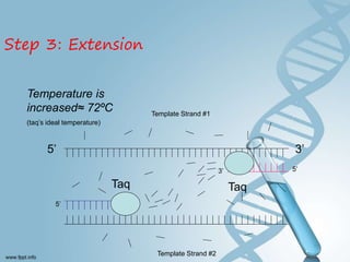 Hammed Pcr Polymerase chain reaction (PCR) BY DR YOUSIF HAMED MOHAMED SHARIF | PPT
