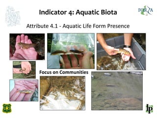 Indicator 4: Aquatic Biota
Attribute 4.1 - Aquatic Life Form Presence
Focus on Communities
 