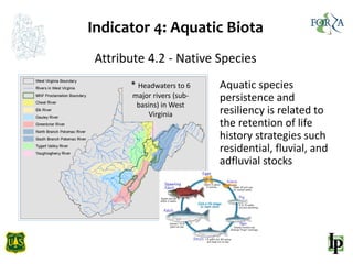 Indicator 4: Aquatic Biota
Attribute 4.2 - Native Species
Aquatic species
persistence and
resiliency is related to
the ret...