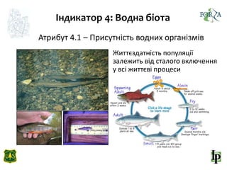 Індикатор 4: Водна біота
Життєздатність популяції
залежить від сталого включення
у всі життєві процеси
Атрибут 4.1 – Присутність водних організмів
 