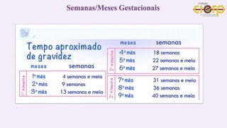 Semanas/Meses Gestacionais
 