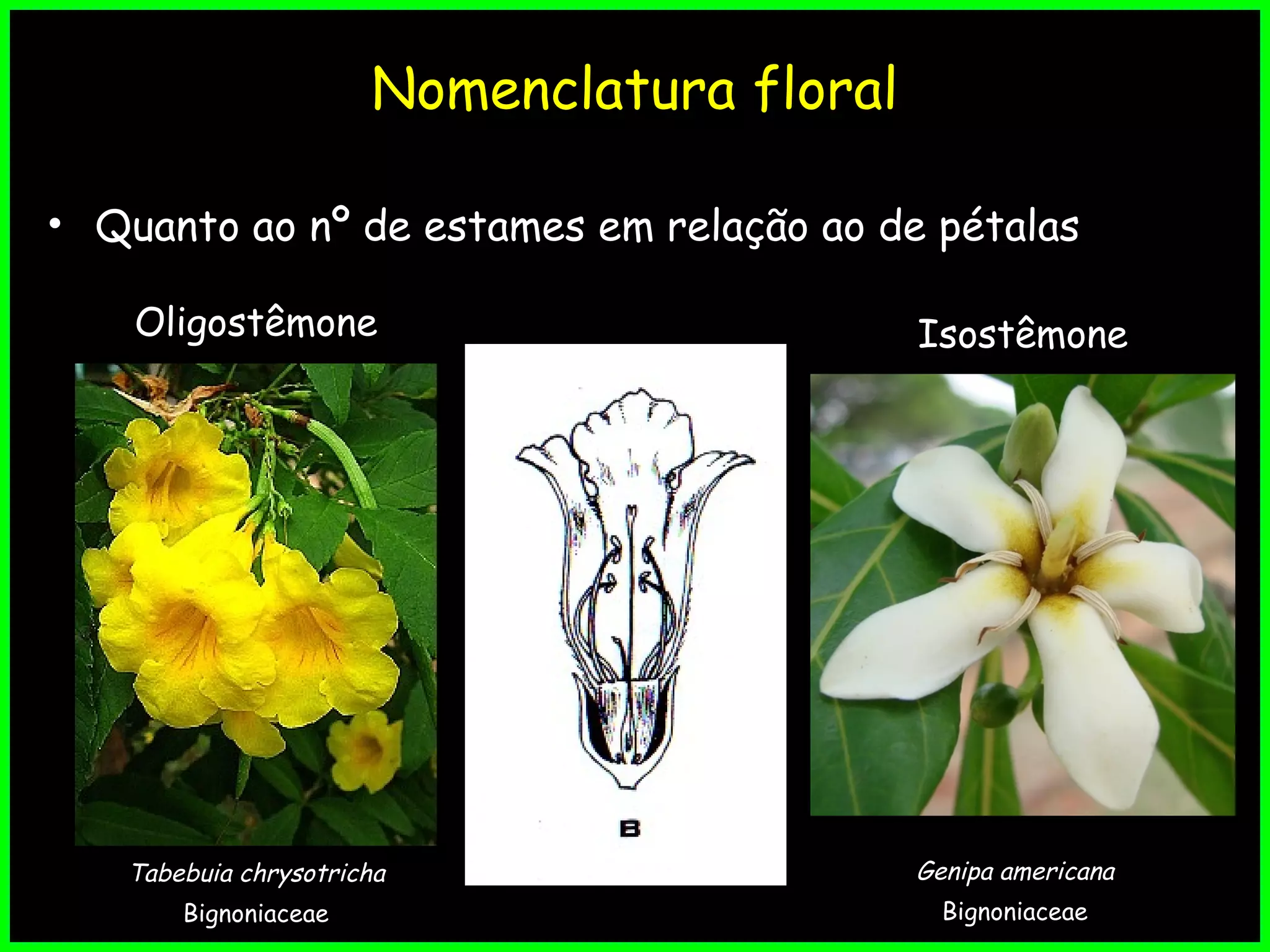 Morfologia vegetal da flor | PPT