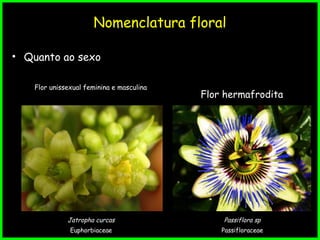 Nomenclatura floral
• Quanto ao sexo
Flor unissexual feminina e masculina
Jatropha curcas
Euphorbiaceae
Passiflora sp
Passifloraceae
Flor hermafrodita
 
