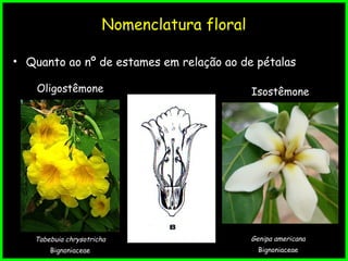 Nomenclatura floral
• Quanto ao nº de estames em relação ao de pétalas
Oligostêmone
Tabebuia chrysotricha
Bignoniaceae
Isostêmone
Genipa americana
Bignoniaceae
 