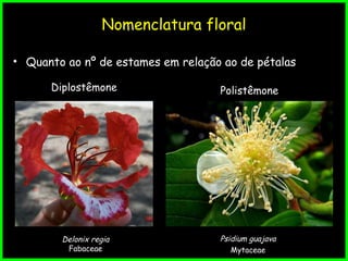 Nomenclatura floral
• Quanto ao nº de estames em relação ao de pétalas
Diplostêmone
Delonix regia
Fabaceae
Polistêmone
Psidium guajava
Mytaceae
 
