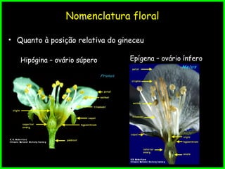Nomenclatura floral
• Quanto à posição relativa do gineceu
Hipógina – ovário súpero Epígena – ovário ínfero
 