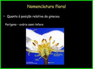 Nomenclatura floral
• Quanto à posição relativa do gineceu
Perígena – ovário semi-ínfero
 