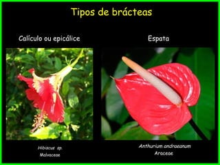 Tipos de brácteas
Calículo ou epicálice Espata
Anthurium andraeanum
Araceae
Hibiscus sp.
Malvaceae
 