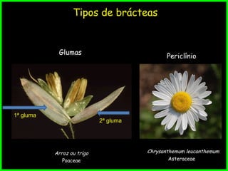 Tipos de brácteas
Glumas
Periclínio
Chrysanthemum leucanthemum
Asteraceae
Arroz ou trigo
Poaceae
1ª gluma
2ª gluma
 