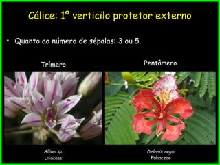 Cálice: 1º verticilo protetor externo
• Quanto ao número de sépalas: 3 ou 5.
Trímero
Allium sp.
Liliaceae
Pentâmero
Delonix regia
Fabaceae
 