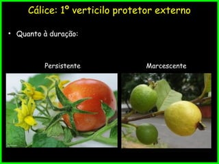 Cálice: 1º verticilo protetor externo
• Quanto à duração:
MarcescentePersistente
 