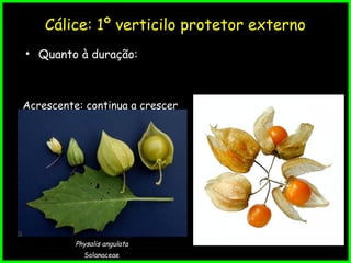 Cálice: 1º verticilo protetor externo
• Quanto à duração:
Acrescente: continua a crescer
Physalis angulata
Solanaceae
 