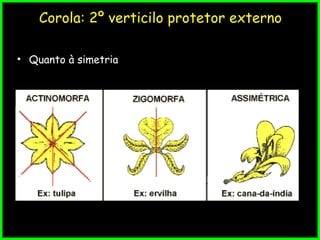 Corola: 2º verticilo protetor externo
• Quanto à simetria
 