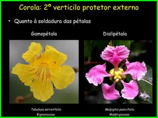 Corola: 2º verticilo protetor externo
• Quanto à soldadura das pétalas
Gamopétala
Tabebuia serratifolia
Bignoniaceae
Dialipétala
Malpighia punicifolia
Malphigiaceae
 