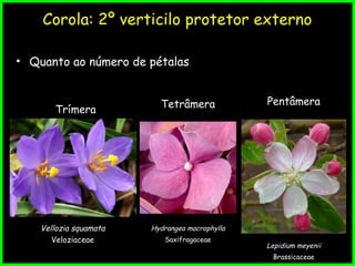 Corola: 2º verticilo protetor externo
• Quanto ao número de pétalas
Trímera
Vellozia squamata
Veloziaceae
Tetrâmera Pentâmera
Hydrangea macrophylla
Saxifragaceae
Lepidium meyenii
Brassicaceae
 