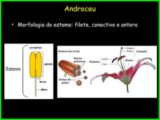 Androceu
• Morfologia do estame: filete, conectivo e antera
 