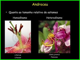 Androceu
• Quanto ao tamanho relativo de estames
Homodínamo
Lillum sp.
Liliaceae
Heterodínamo
Cassia javanica
Fabaceae
 