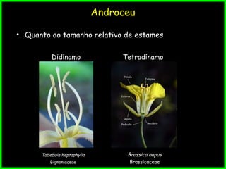 Androceu
• Quanto ao tamanho relativo de estames
Didínamo Tetradínamo
Brassica napus
Brassicaceae
Tabebuia heptaphylla
Bignoniaceae
 