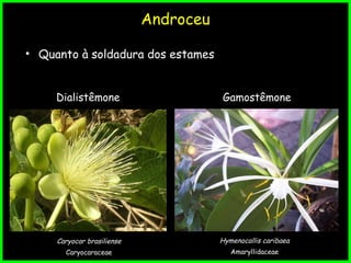 Androceu
• Quanto à soldadura dos estames
Dialistêmone
Caryocar brasiliense
Caryocaraceae
Gamostêmone
Hymenocallis caribaea
Amaryllidaceae
 