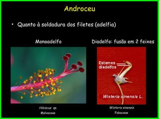 Androceu
• Quanto à soldadura dos filetes (adelfia)
Monoadelfo
Hibiscus sp.
Malvaceae
Diadelfo: fusão em 2 feixes
Wisteria sinensis
Fabaceae
 