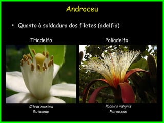 Androceu
• Quanto à soldadura dos filetes (adelfia)
Triadelfo
Citrus maxima
Rutaceae
Poliadelfo
Pachira insignis
Malvaceae
 