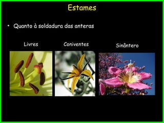 Estames
• Quanto à soldadura das anteras
Livres SinânteroConiventes
 