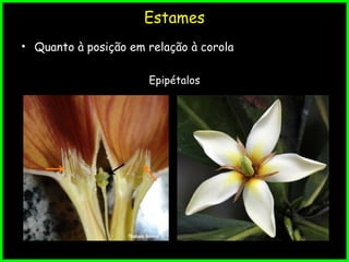 Estames
• Quanto à posição em relação à corola
Epipétalos
 