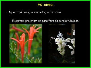 Estames
• Quanto à posição em relação à corola
Exsertos: projetam-se para fora da corola tubulosa.
 