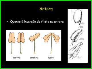 Antera
• Quanto à inserção do filete na antera
 