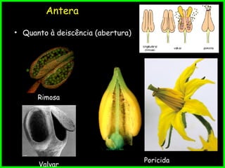Antera
• Quanto à deiscência (abertura)
Rimosa
Valvar
Poricida
 