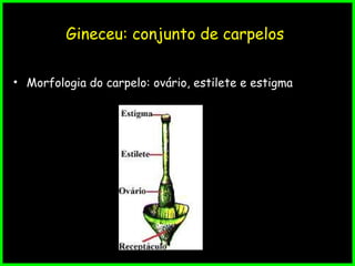 Gineceu: conjunto de carpelos
• Morfologia do carpelo: ovário, estilete e estigma
 