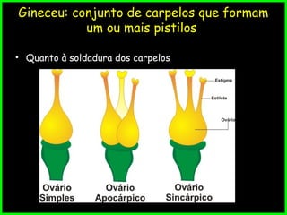 Gineceu: conjunto de carpelos que formam
um ou mais pistilos
• Quanto à soldadura dos carpelos
 