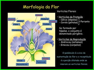 Morfologia da Flor
Verticilos Florais:
• Verticilos de Proteção
- Cálice (sépalas)
- Corola (pétalas)
Se formado por
tépalas, o conjunto é
denominado perigônio.
• Verticilos de Reprodução
- Androceu (estames)
- Gineceu (carpelos)
Perianto
O pedúnculo é o eixo de
sustentação da flor e o receptáculo
é a porção dilatada onde se
inserem os verticilos florais.
Estame
Filete
Antera
Pétala
Carpelo
Estigma
Estilete
Ovário
Sépala
Óvulo
Receptáculo
Pedúnculo
Conectivo
 
